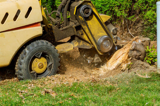 Trusted Ashland, MO Tree Services Experts