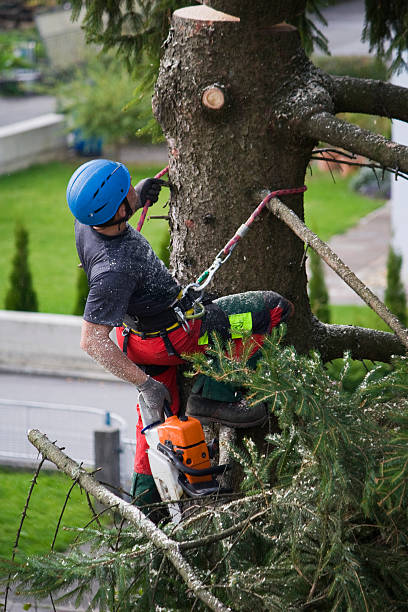 Best Emergency Tree Removal  in Ashland, MO